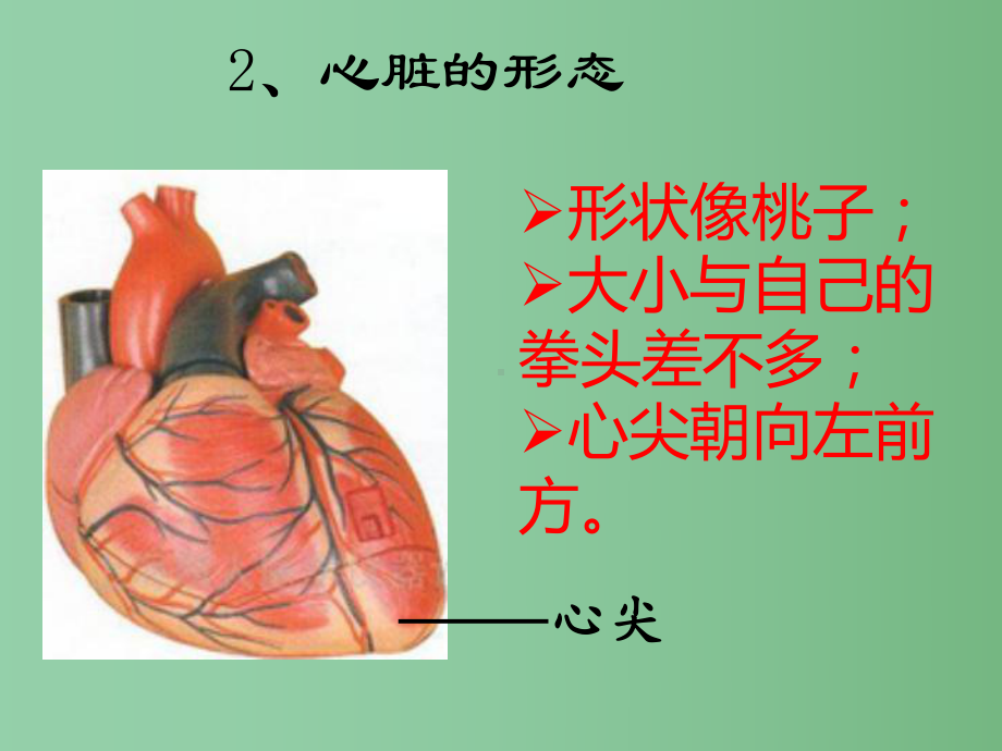 七年级生物下册-第五章-第二节人体内的物质运输-血液循环课件-北京课改版.ppt_第3页