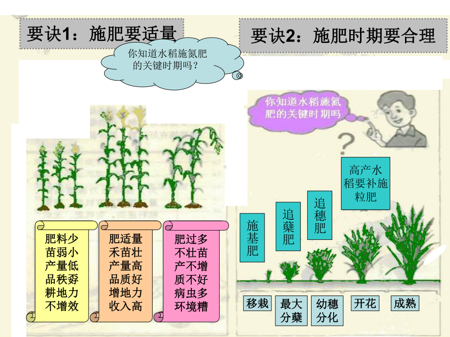 农作物大田作物作物施肥PPT课件.ppt_第3页