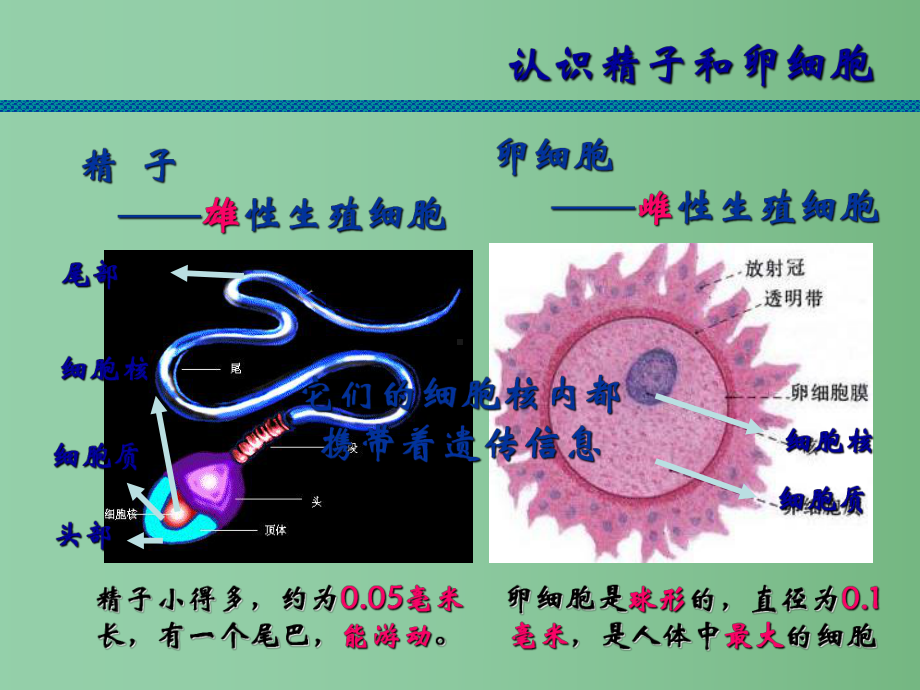 七年级科学下册-第1章-第1节-新生命的诞生课件-浙教版.ppt_第2页