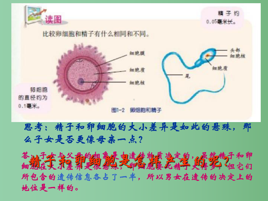 七年级科学下册-第1章-第1节-新生命的诞生课件-浙教版.ppt_第3页