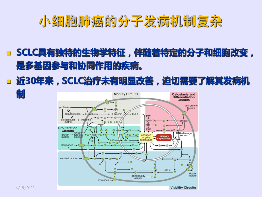 《CSCO小细胞肺癌》PPT课件.ppt_第3页