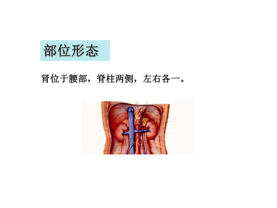 （新整理）《中医学五脏-肾》ppt课件.ppt_第2页