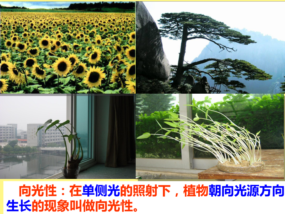 3.1植物生长素的发现-高中生物人教版必修三必修PPT课件普通高中.ppt_第2页