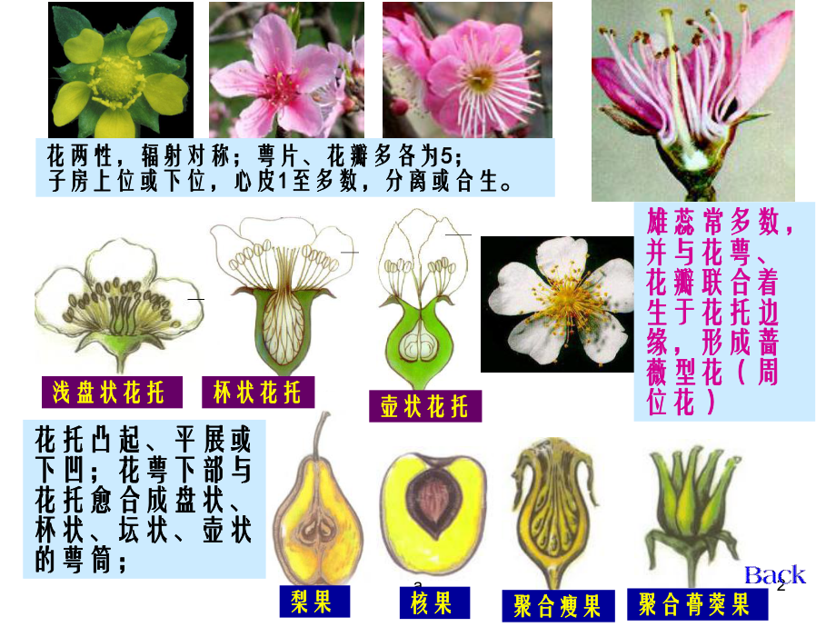 《生药学蔷薇科》PPT课件.ppt_第2页