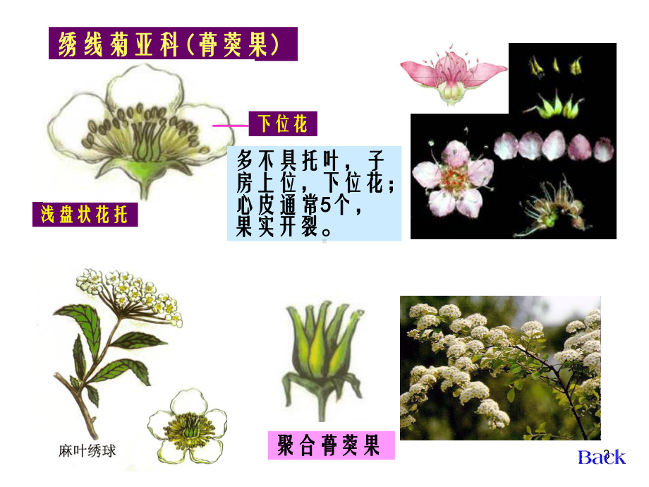 《生药学蔷薇科》PPT课件.ppt_第3页