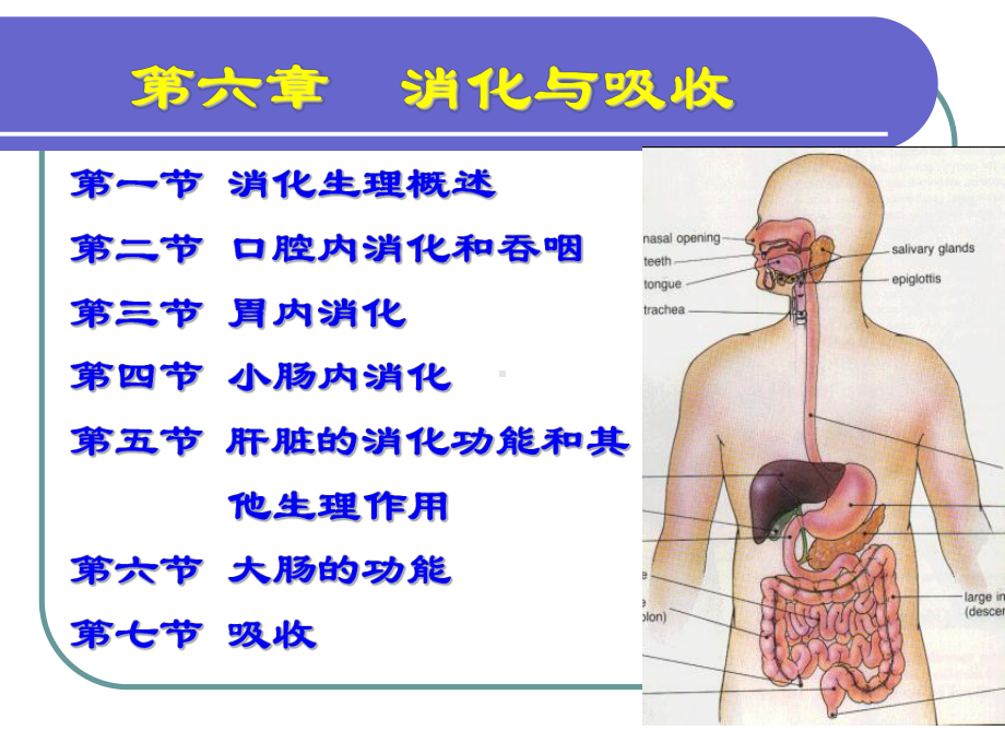 《生理学》精品课件6、消化与吸收.pptx_第1页