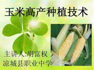 《玉米种植技术》PPT课件.ppt