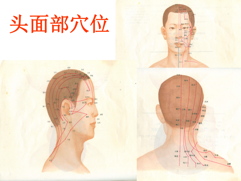 保健推拿常用穴位介绍(925)PPT课件.ppt_第2页