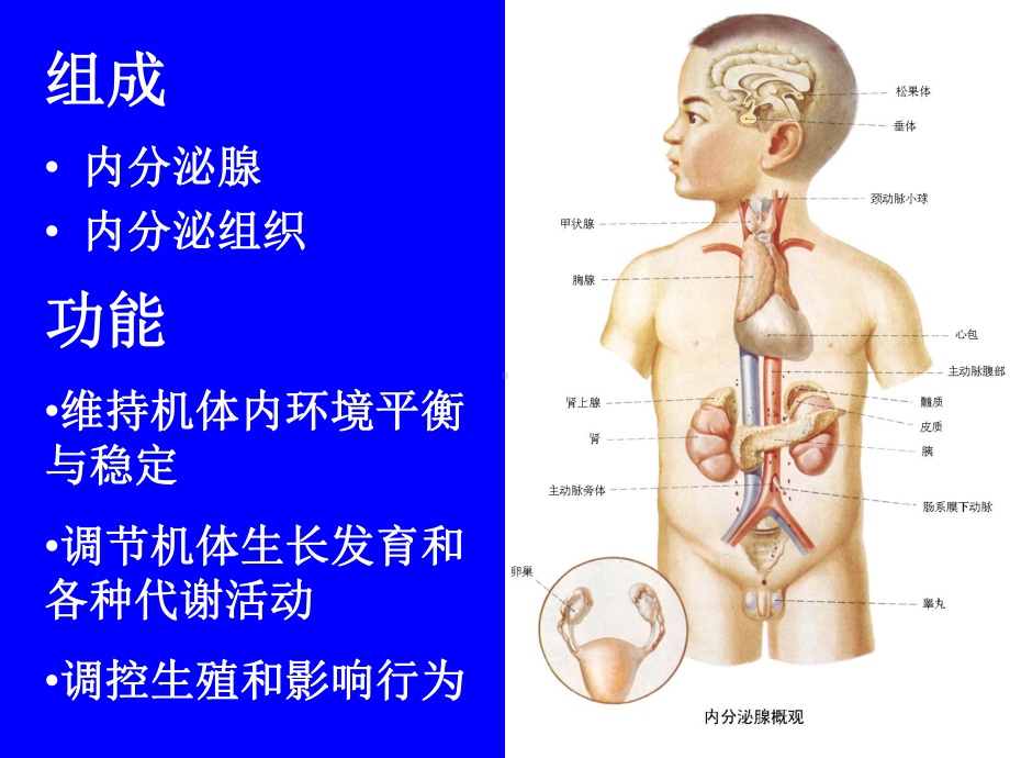 内分泌系统专业知识宣贯PPT优质课件.ppt_第2页