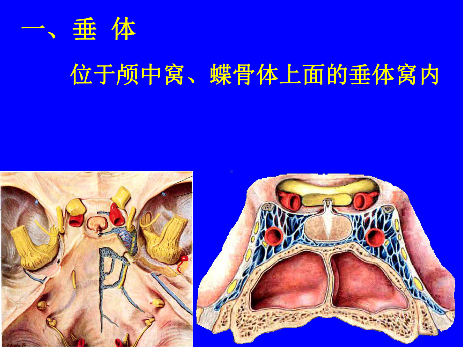 内分泌系统专业知识宣贯PPT优质课件.ppt_第3页