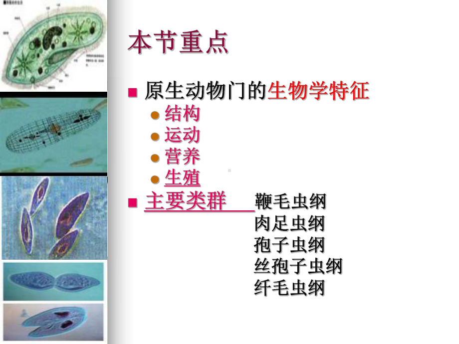 (一)原生动物门PPT课件.ppt_第2页