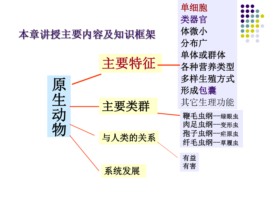 (一)原生动物门PPT课件.ppt_第3页