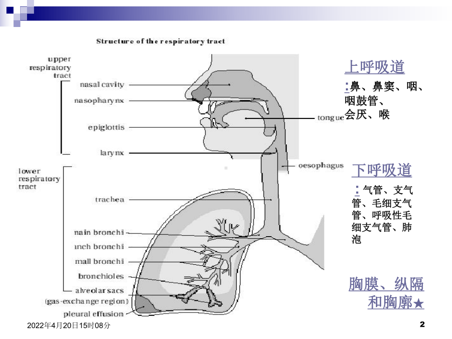 小儿呼吸道特点ppt课件.ppt_第2页