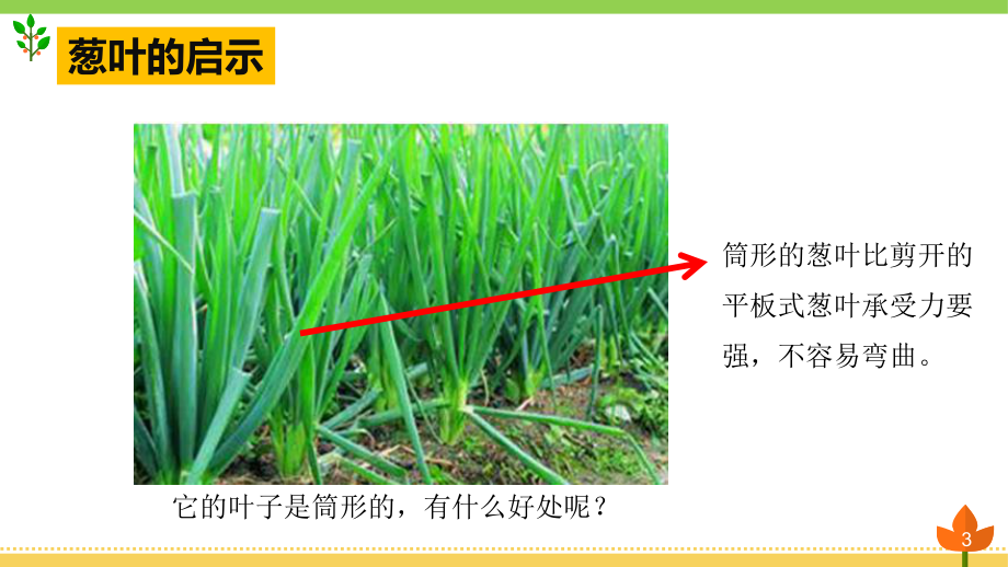 小学科学《生物的启示》优质课件.pptx_第3页