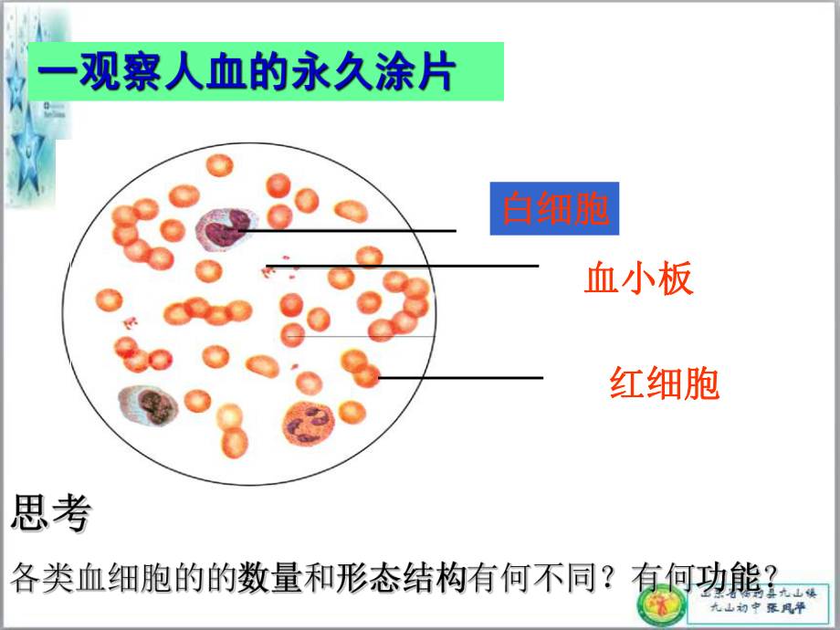 七年级生物血液循环途径课件.pptx_第3页