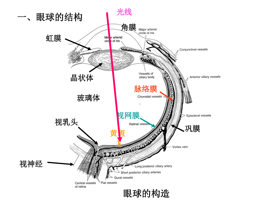 二视神经视觉传导课件.pptx_第1页