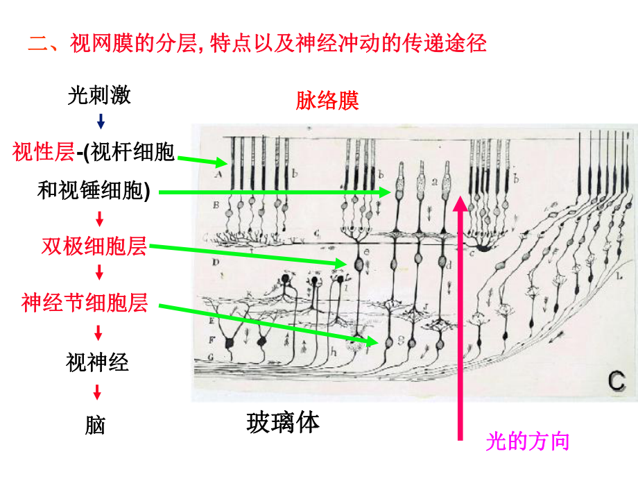 二视神经视觉传导课件.pptx_第2页