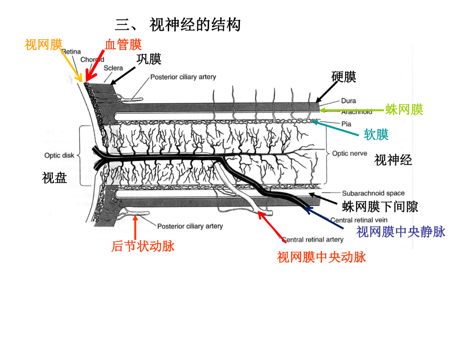 二视神经视觉传导课件.pptx_第3页