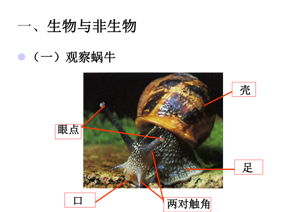 七年级科学观察生物复习课件.ppt_第2页