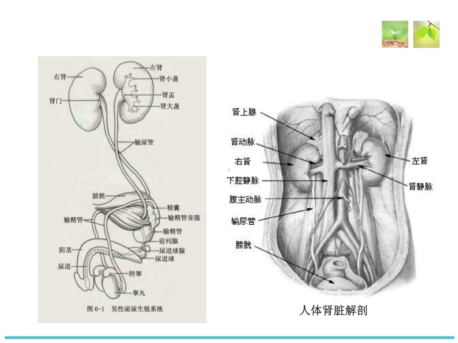 尿石症病人的护理1PPT课件.ppt_第3页