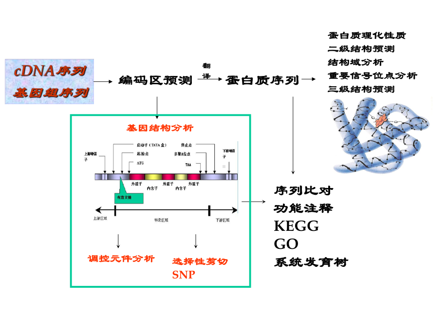 五基因结构预测与基因表达分析课件.ppt_第2页