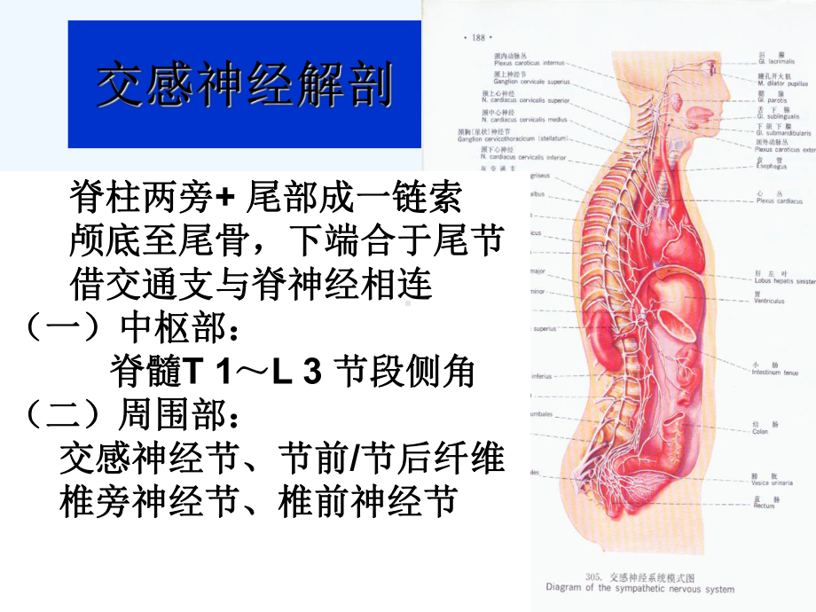 交感神经节阻滞在疼痛科的应用(ppt)课件.ppt_第3页