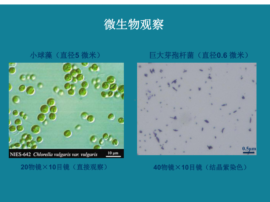 (优选)水产微生态制剂基础课件.ppt_第3页