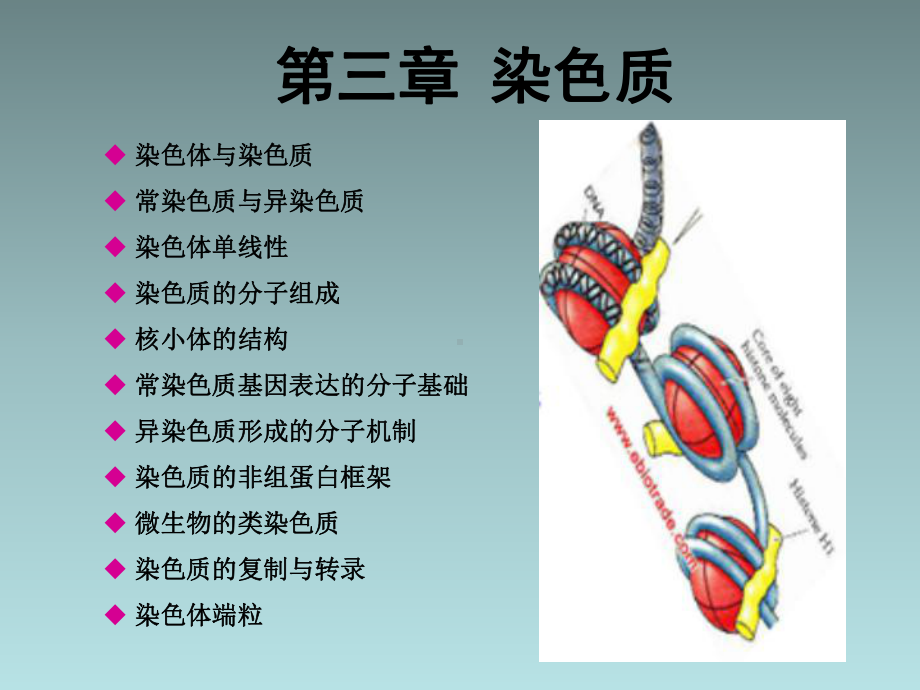 《分子遗传学》第3章-染色质课件.ppt_第3页