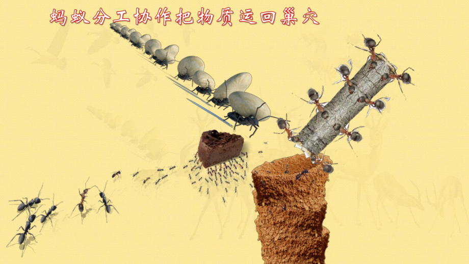 《作为生物的社会》优质课一等奖公开课一等奖课件.pptx_第2页