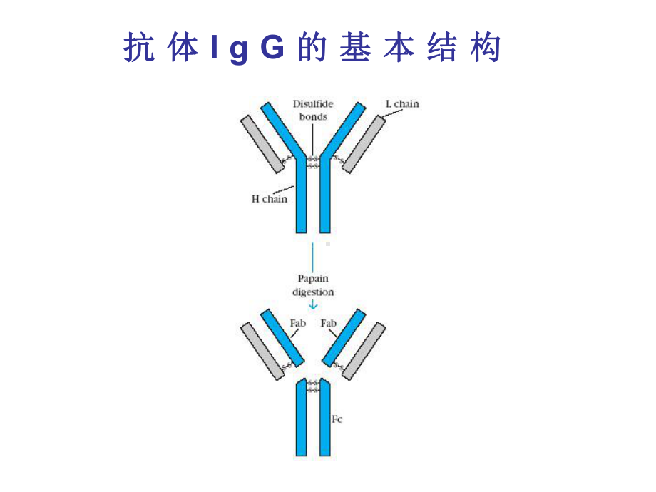 B细胞和T细胞医学知识讲解讲义课件.ppt_第2页