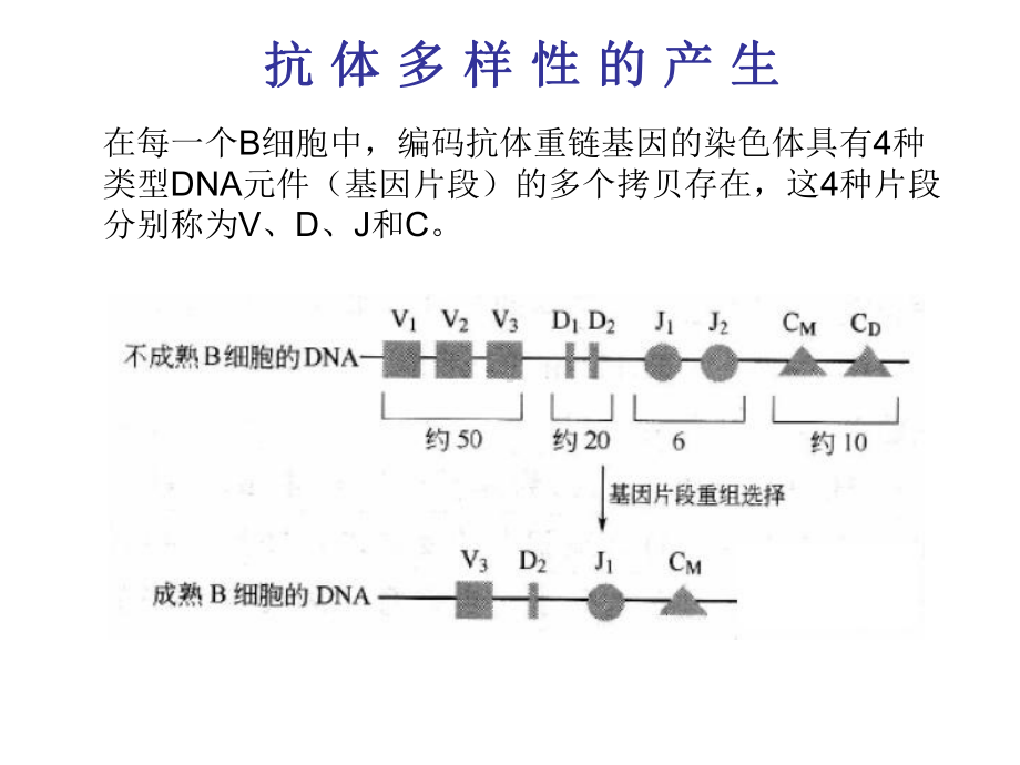 B细胞和T细胞医学知识讲解讲义课件.ppt_第3页