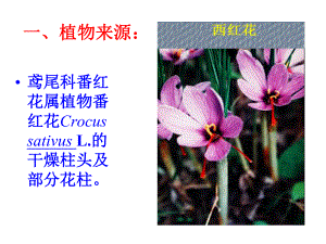 中药鉴定学西红花课件.pptx