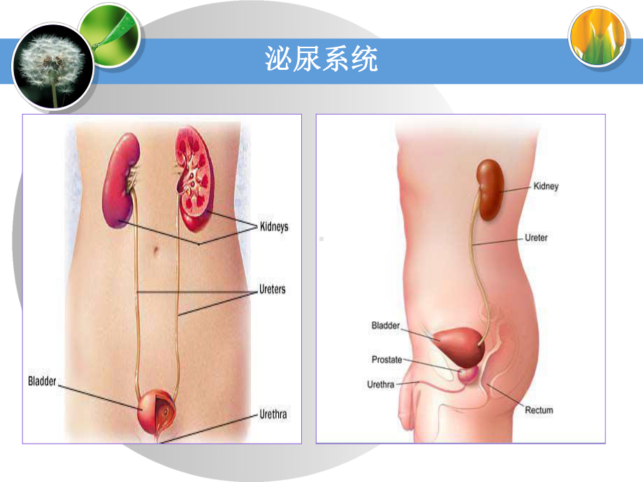 《核医学上岗证》第十一章泌尿生殖系统课件.ppt_第2页