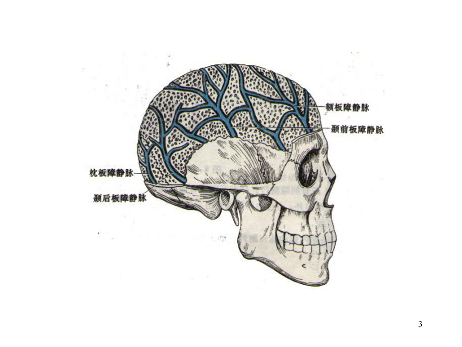 人体解剖学静脉课件.pptx_第3页