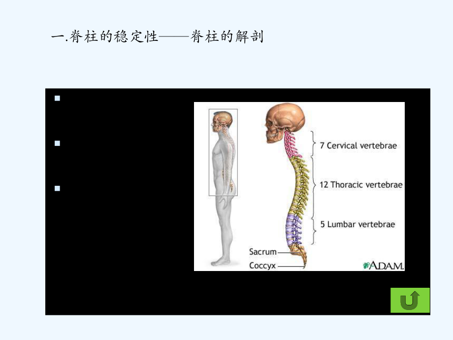 下腰痛的生物力学分析及康复训练(ppt)课件.ppt_第3页