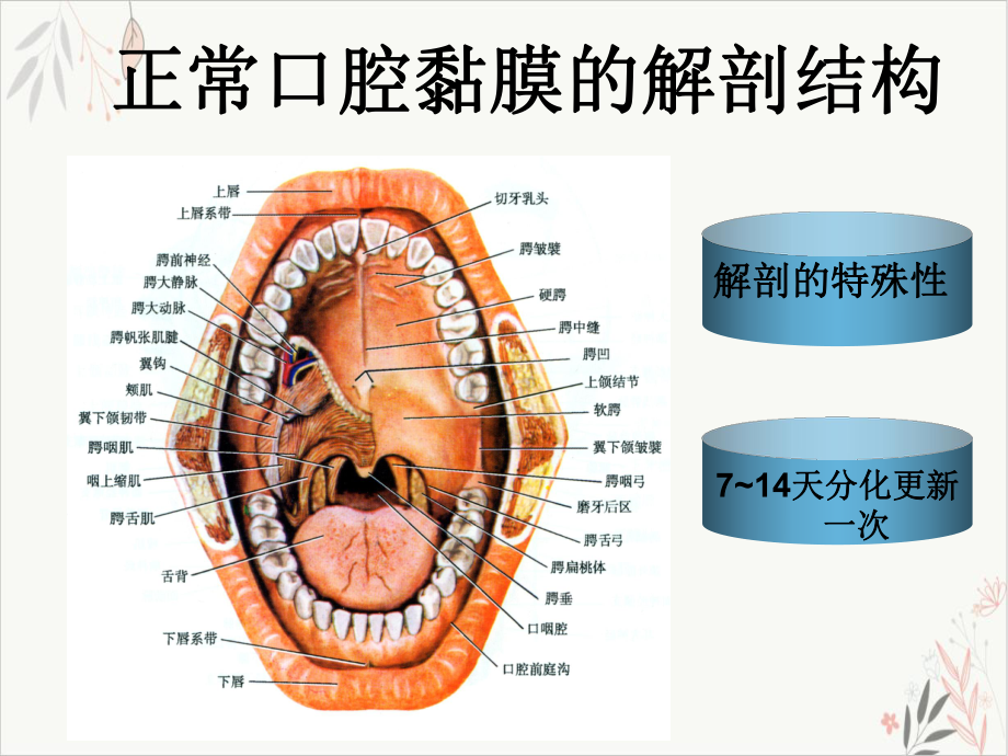 放射性口腔黏膜炎课件-PPT.ppt_第3页