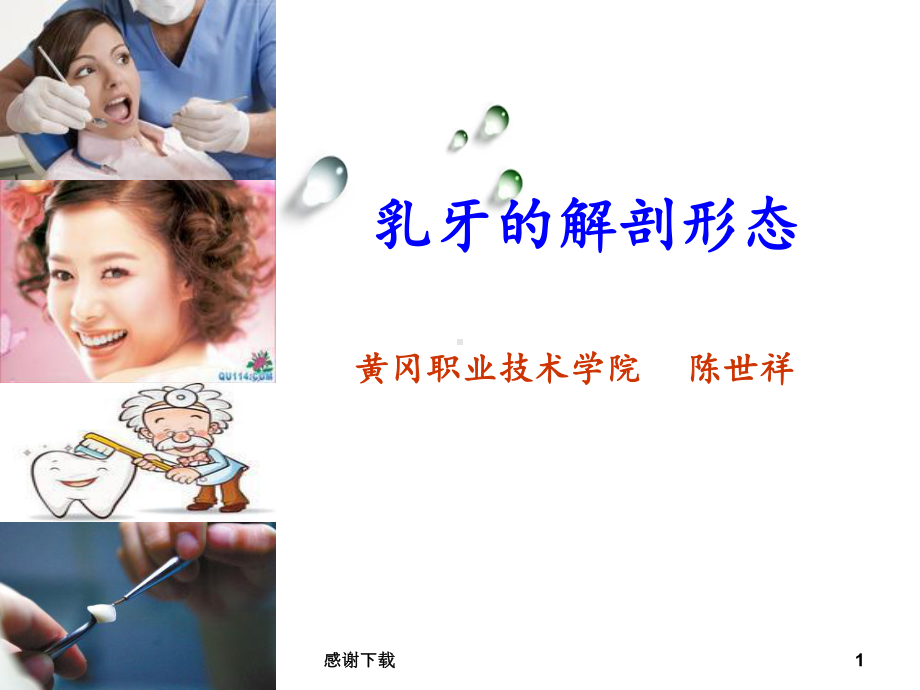 乳牙的解剖形态课件.ppt_第1页