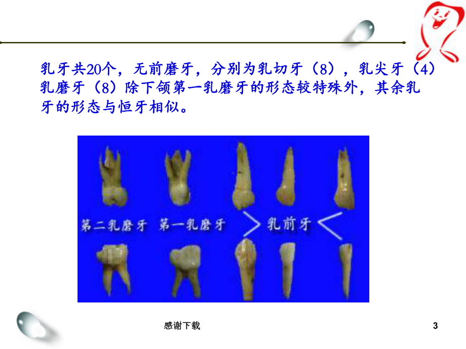 乳牙的解剖形态课件.ppt_第3页