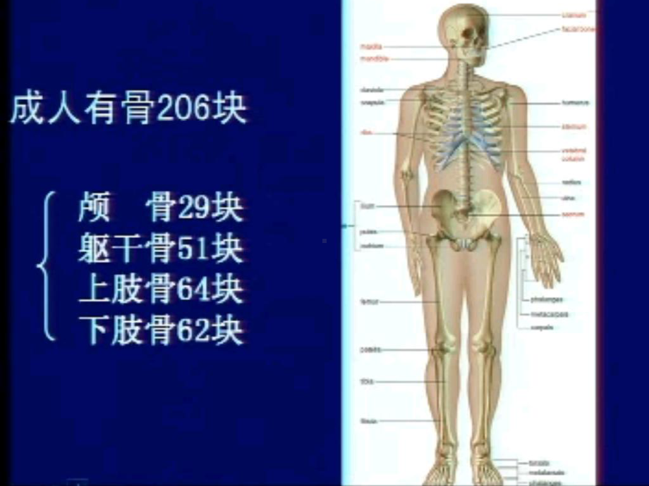 人体解剖学运动系统骨骼ppt课件.ppt_第3页