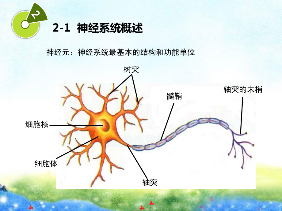 2学前儿童神经系统的发育与保育课件.pptx_第3页