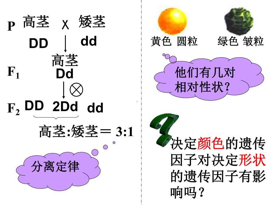 人教版生物必修二1.2孟德尔豌豆杂交实验(二)精品公开课示范课课件.pptx_第3页