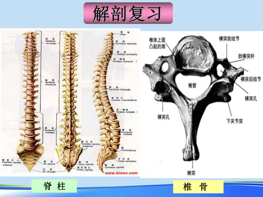 2021年颈脊髓损伤截瘫平面的评估完整版PPT课件.ppt_第3页