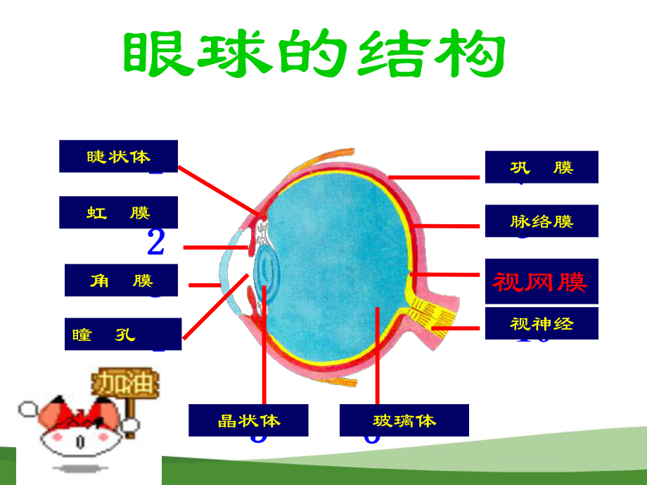 小学生保护视力ppt课件.ppt_第2页