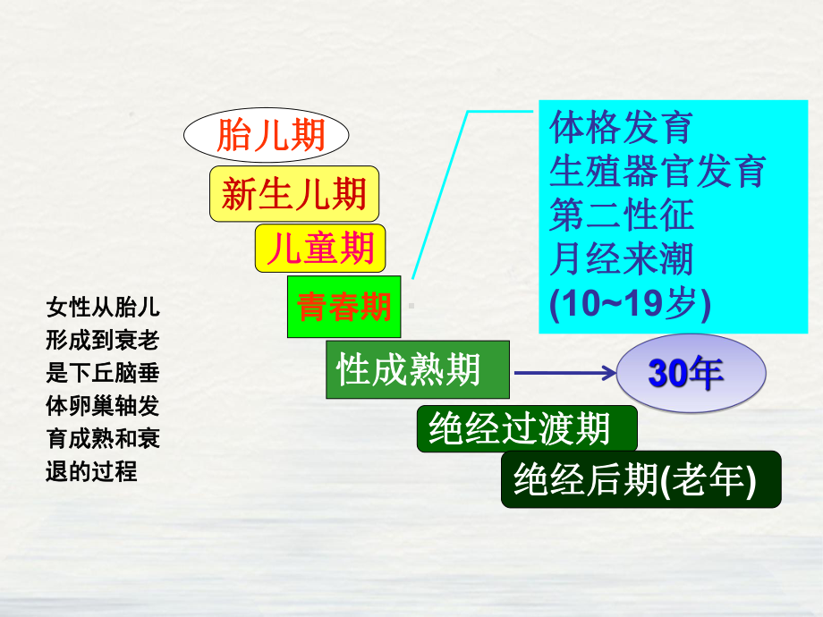 妇产科学女性生殖系统生理ppt课件.ppt_第3页