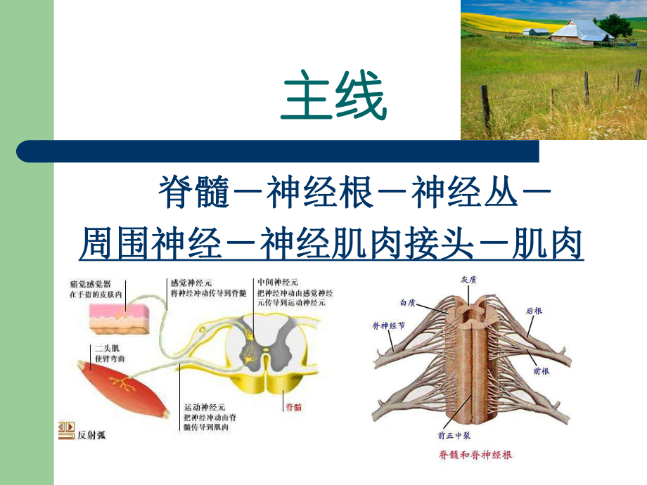 医学课件肌电图的诊断和临床应用.ppt_第3页