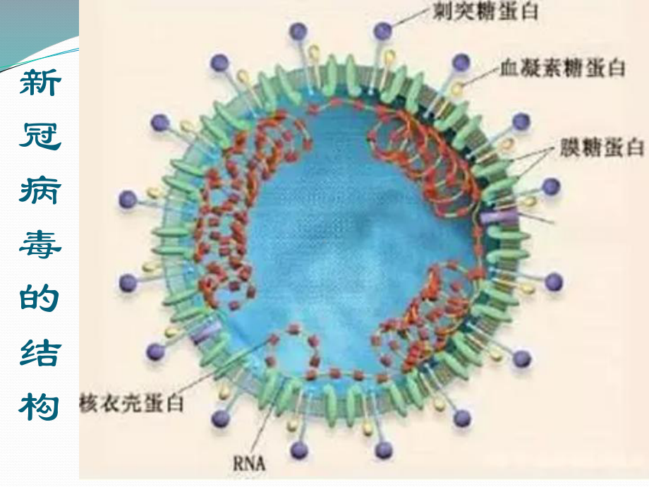 从生物学科核心素养角度看新冠肺炎(28张PPT)课件.pptx_第3页