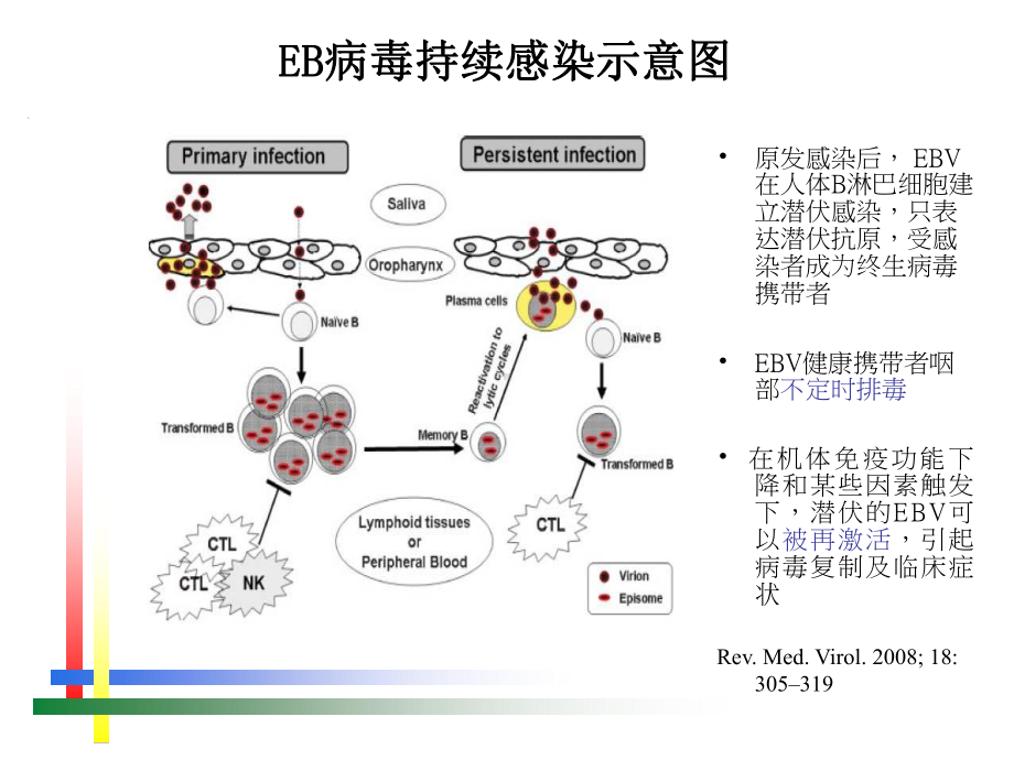 医学课件EB病毒感染的实验室诊断方法及合理运用.ppt_第3页