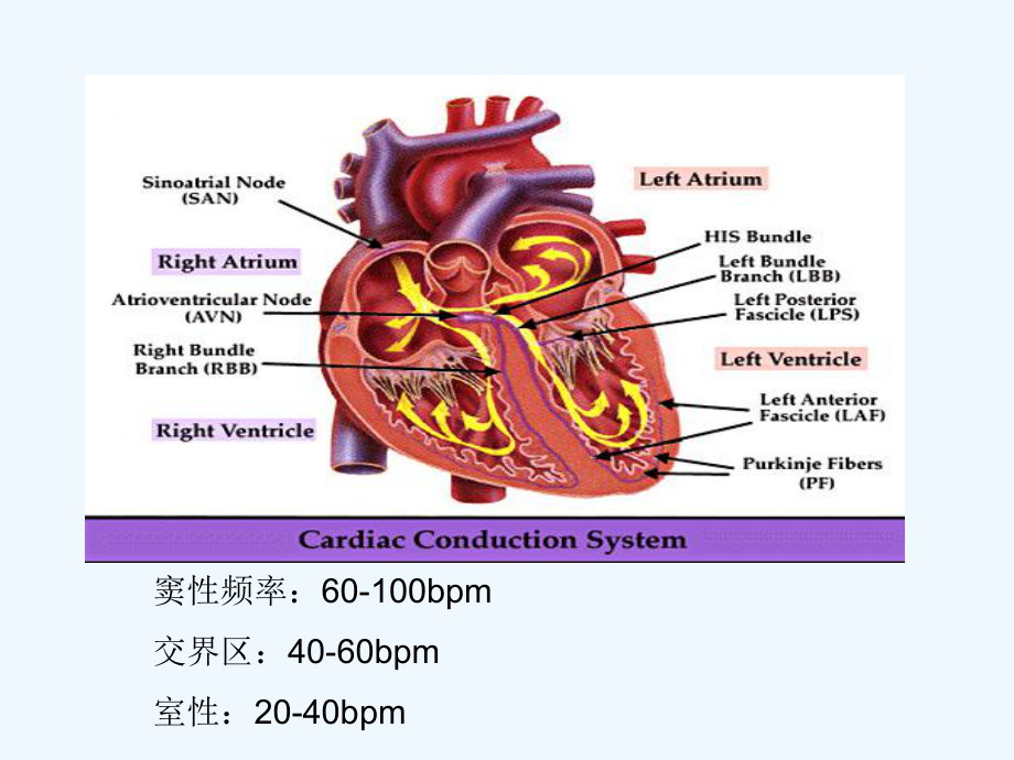 临床常见异常心电图的判读[可修改版ppt]课件.ppt_第2页