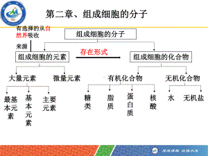 一轮复习组成细胞的元素及无机化合物概述课件.pptx