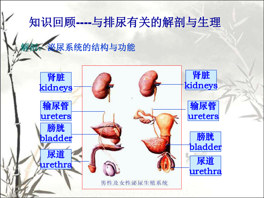 排尿护理-PPT课件.ppt_第3页